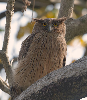 Brown Fish Owl - Free image #306569